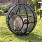 Ragdoll cat walking inside the Black Whisker Wheel on the lawn